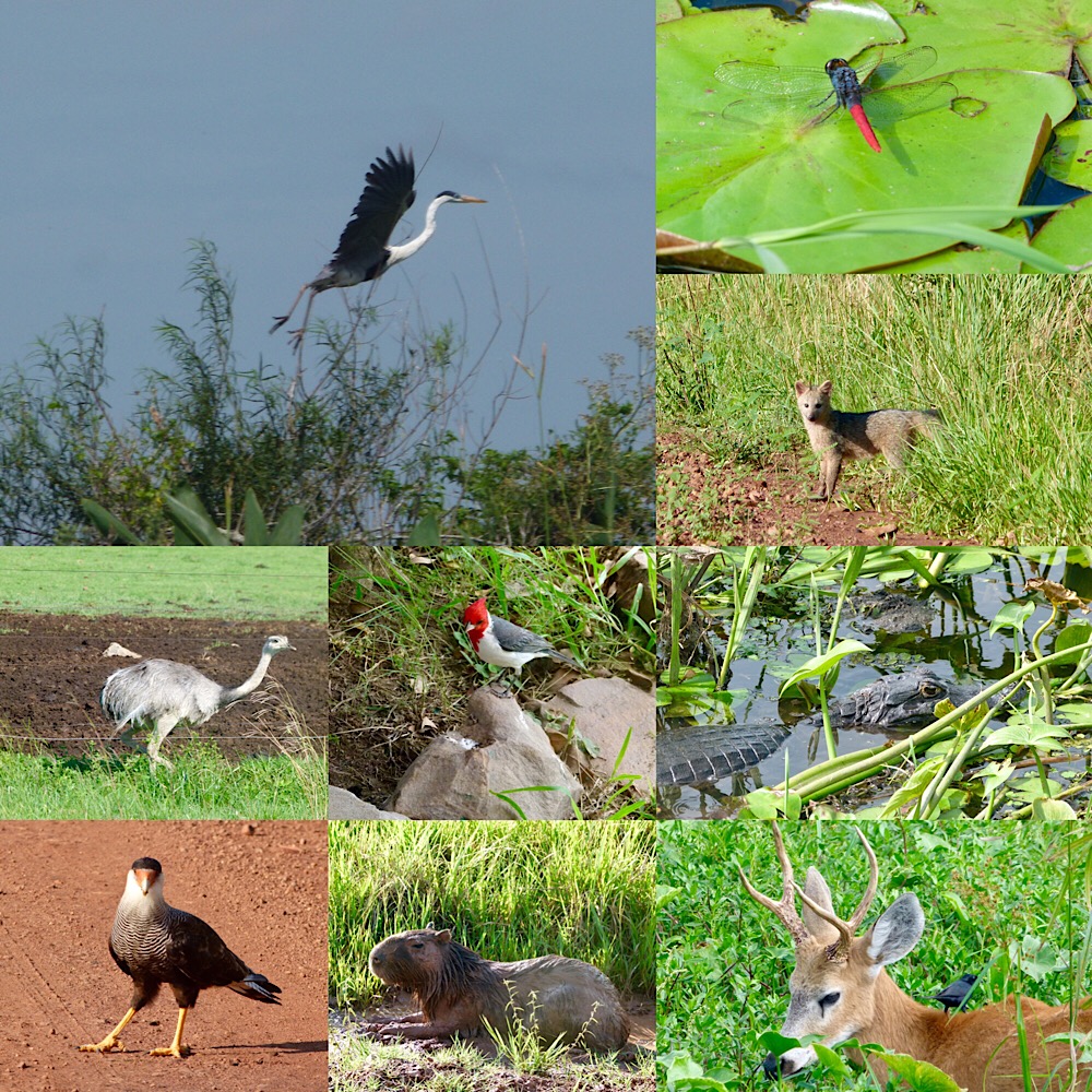 Tierwelt in Ibere